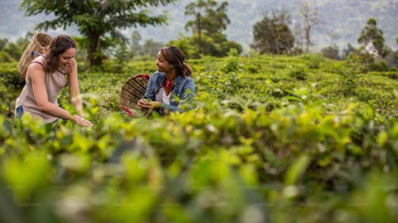 From Kandy: Nuwara Eliya by Train - Frequently Asked Questions