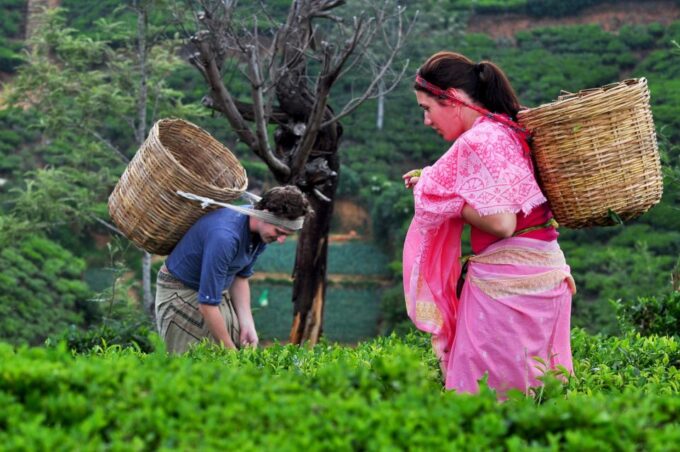 From Kandy: Nuwara Eliya & Ramboda Waterfall Day Tour by Tuk - Tea Plantation Experience