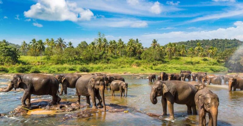 From Kandy: Pinnawala and Botanical Garden Tour By Tuk Tuk - Itinerary Highlights