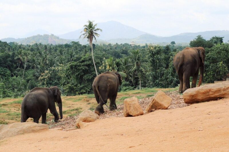 From Kandy: Pinnawala and Botanical Garden Tour By Tuk Tuk - Spice and Herbal Garden