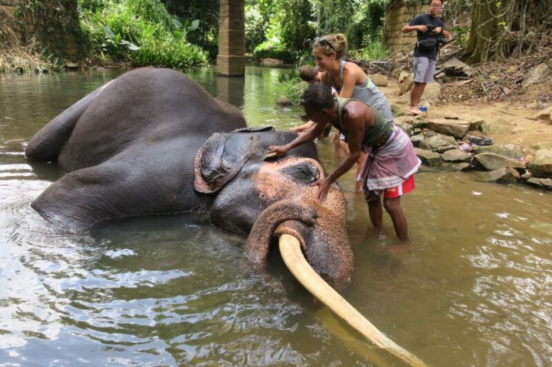 From Kandy: Pinnawala Day Tour - Pinnawala Elephant Orphanage