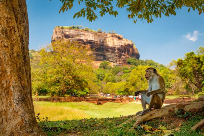 From Kandy: Sigiriya and Dambulla Day Trip and Safari - Pricing and Inclusions