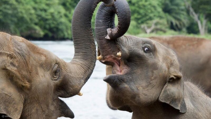 From Kandy: Sigiriya/Dambulla and Minneriya Park Safari - Key Points