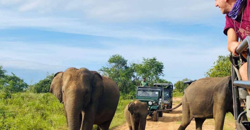 From Kandy: Sigiriya/Dambulla and Minneriya Park Safari - Itinerary Highlights