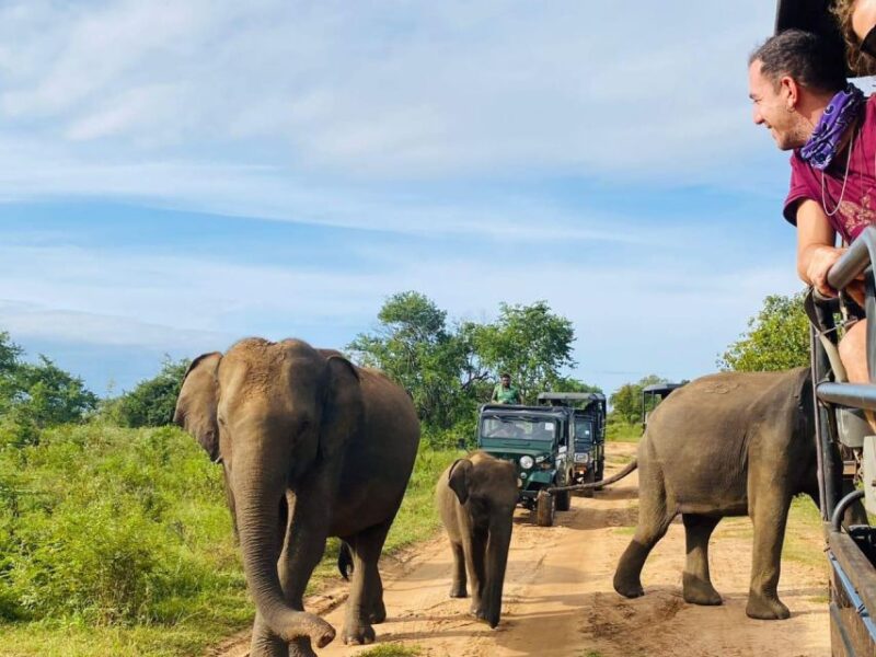 From Kandy: Sigiriya/Dambulla and Minneriya Park Safari - Included Services
