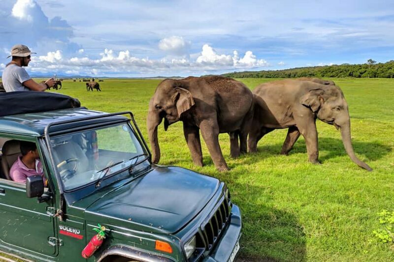 From Kandy : Sigiriya & Minneriya National Park Day Tour - A Deep Dive Into the Tour Experience