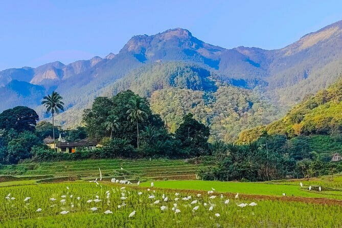 From Kandy to ELLA Private day tour - FAQs
