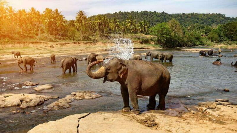 From Kandy To Pinnawala Private Day Tour via Ambuluwawa - Final Thoughts: Who’s This Tour For?