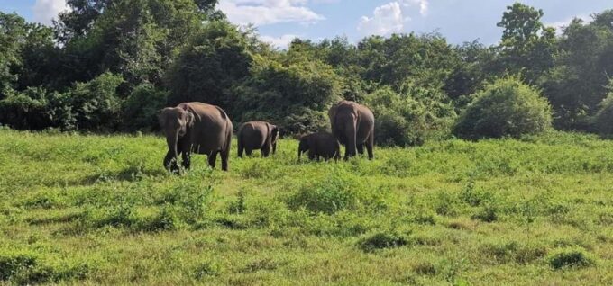 From Kandy to Sigiriya Day Tuk Tuk Trip - Frequently Asked Questions