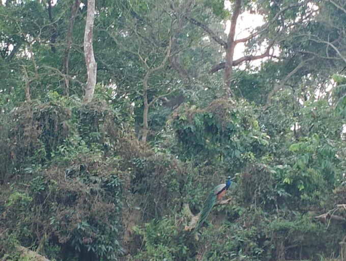 From Kathmaandu: 3 Day 2 Night Chitwan National Park Tour - Getting to Chitwan National Park