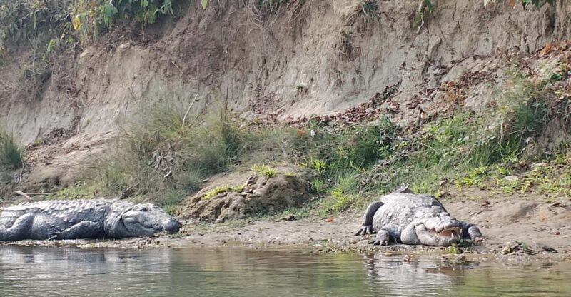 From Kathmandu: 2 Day Chitwan Wildlife Tour Transfer by Car - Itinerary Highlights