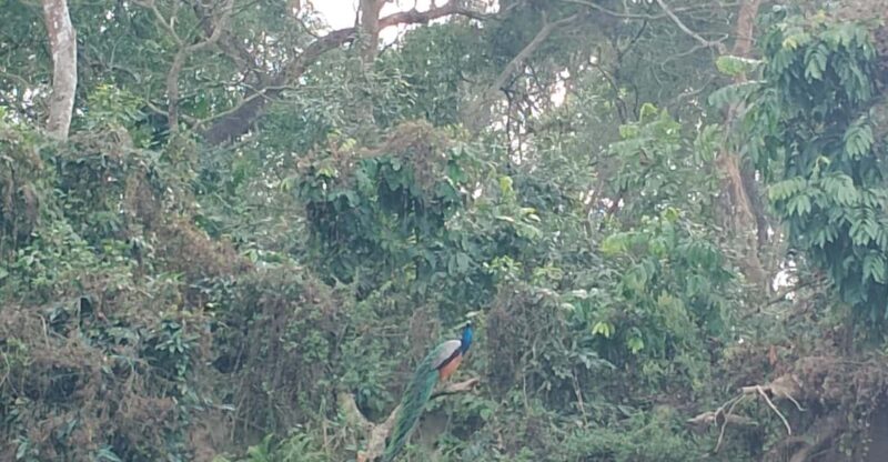 From Kathmandu: 2 Day Short Wildlife National Park Tour - Itinerary Details