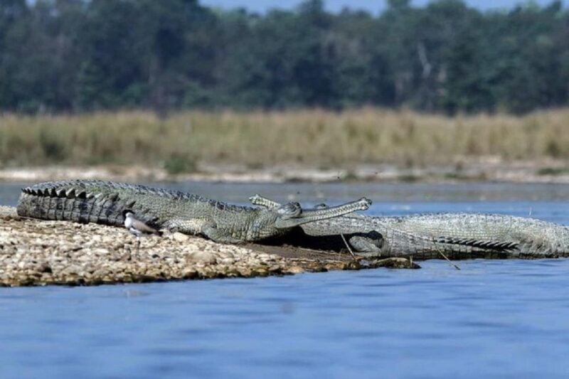From Kathmandu: 3-Day Chitwan National Park Tour - Included Activities