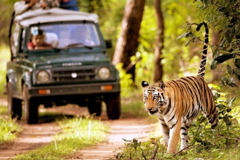 From Kathmandu: 3-Day Chitwan National Park Tour - Accommodation and Meals