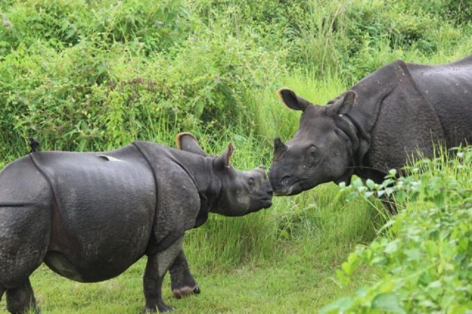 From Kathmandu: 3-Day Chitwan National Park Tour - Customer Reviews