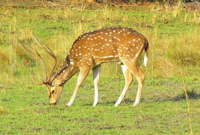 From Kathmandu: 3-Day Chitwan National Park Tour - Frequently Asked Questions