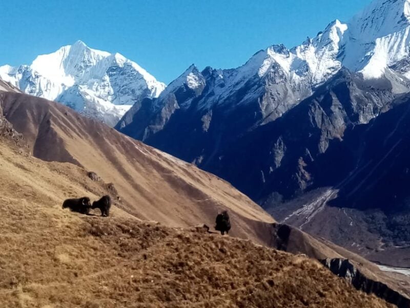 From Kathmandu: 7-Day Langtang Valley Trek - Itinerary Highlights