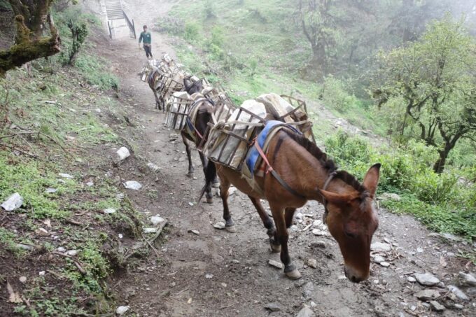 From Kathmandu: 8-Day Mardi Himal Trek With Transfers - Inclusions and Exclusions