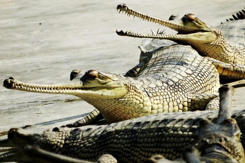 From Kathmandu: 8-Day Nepal Tour With Pokhara and Chitwan - Accommodation and Meals