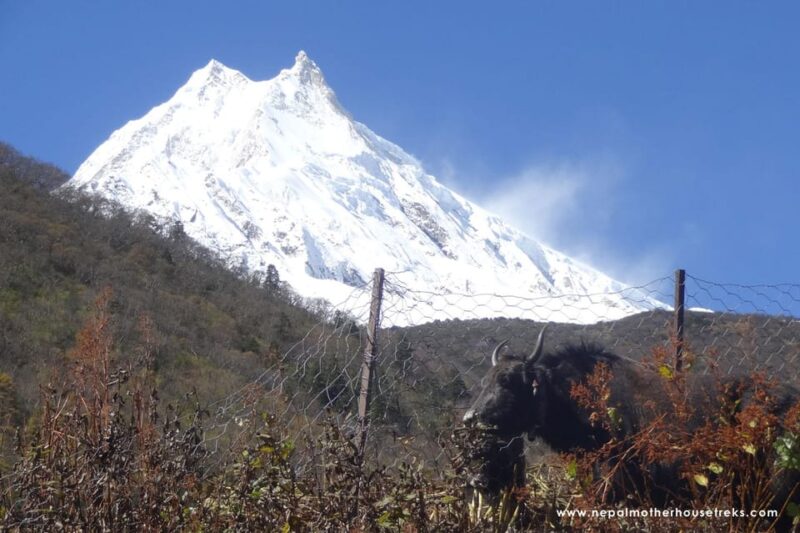 From Kathmandu: Manaslu Circuit Tea House Trek 11 Days - Included Services