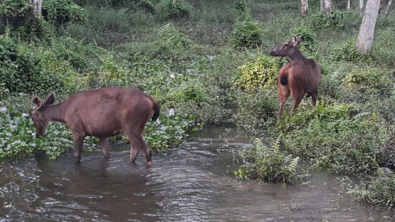 From Kathmandu or Pokhara: 4-Day Chitwan National Park Tour - Wildlife Encounters