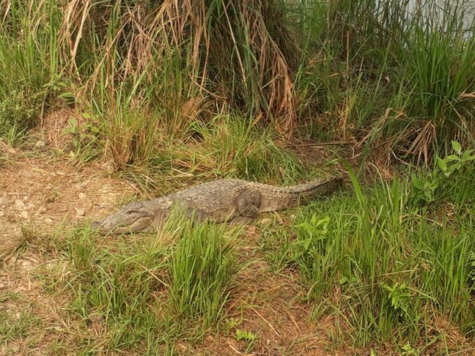 From Kathmandu or Pokhara: 4-Day Chitwan National Park Tour - What to Bring