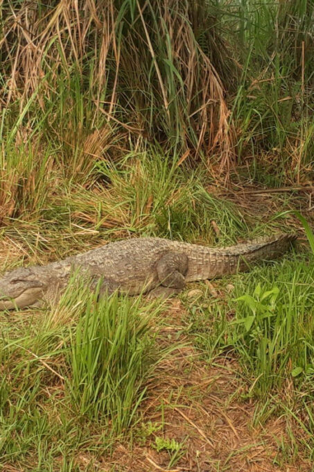 From Kathmandu or Pokhara: 4-Day Chitwan National Park Tour - Important Considerations