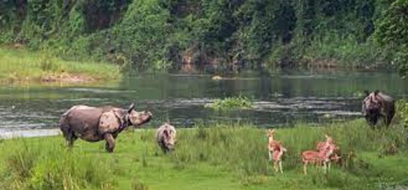 From Kathmandu or Pokhara:Luxury 4 Day Chitwan Tour Package - Chitwan National Park Highlights