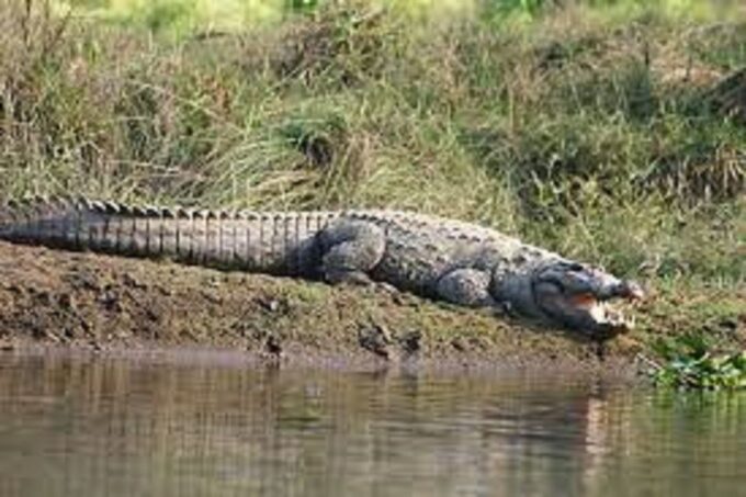 From Kathmandu or Pokhara:Luxury 4 Day Chitwan Tour Package - Optional Extras