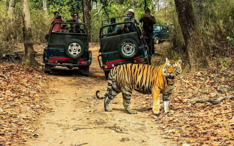 From Kathmandu/Pokhara: 2, 3, or 4-Day Chitwan Jungle Safari - Key Points