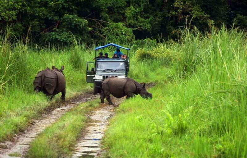 From Kathmandu/Pokhara: 2, 3, or 4-Day Chitwan Jungle Safari - Return Journey and Overall Logistics
