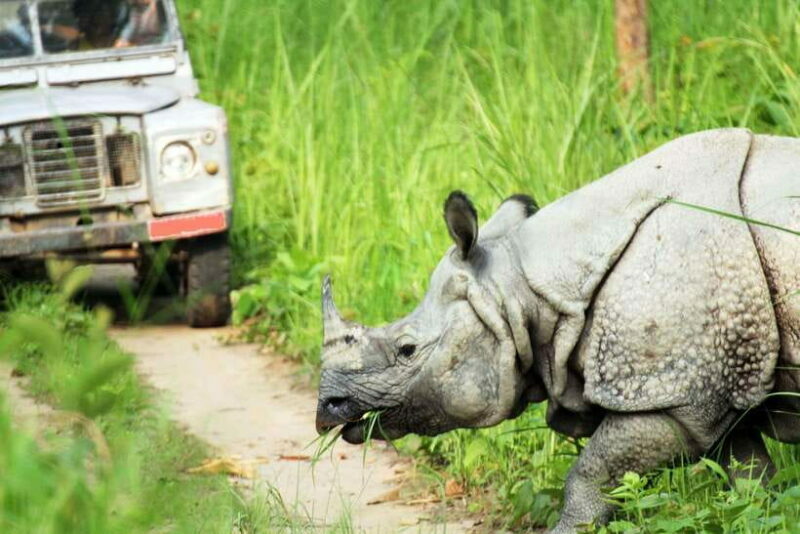 From Kathmandu/Pokhara: 2, 3, or 4-Day Chitwan Jungle Safari - Final Thoughts: Is It Worth It?