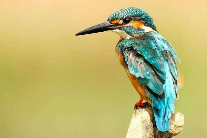 From Kathmandu/Pokhara: 2, 3, or 4-Day Chitwan Jungle Safari - FAQ