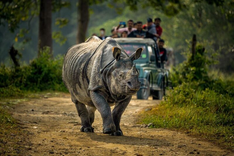 From Kathmandu/Pokhara: 3 Day All-Inclusive Chitwan Safari - Key Points