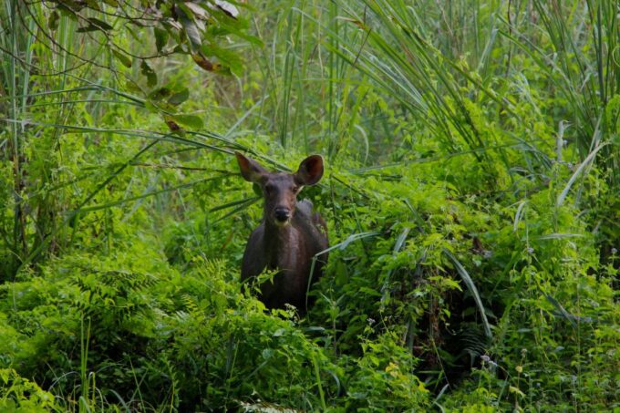 From Kathmandu/Pokhara: Private 3-Day Chitwan Safari Tour - Transportation and Logistics
