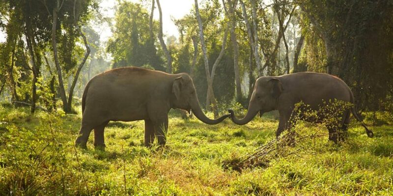 From Kathmandu to Chitwan: Jungle Safari + Meals & Transport - Pickup and Transportation