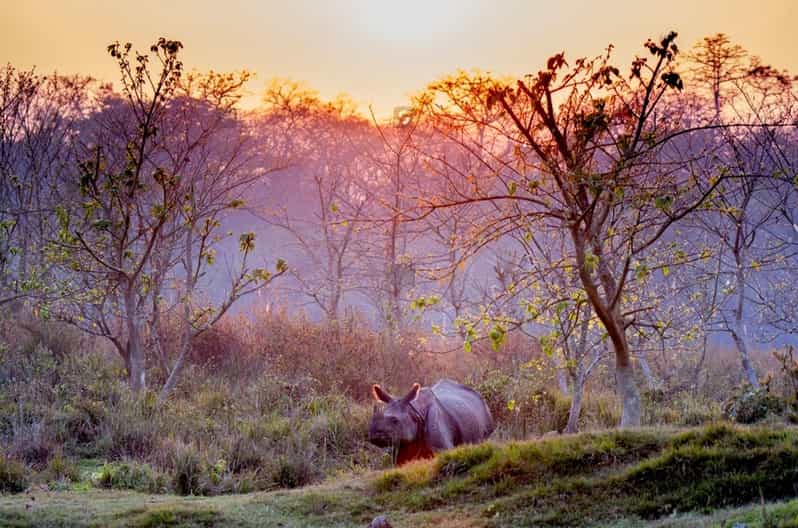 From Kathmandu to Chitwan: Jungle Safari + Meals & Transport - Jeep Safari and Encounters