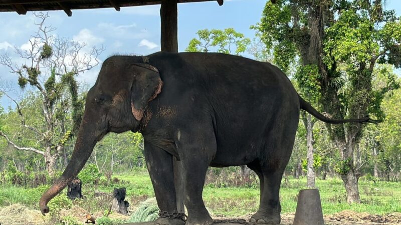 From Kathmandu to Chitwan: Jungle Safari + Meals & Transport - Elephant Bathing and Canoe Ride