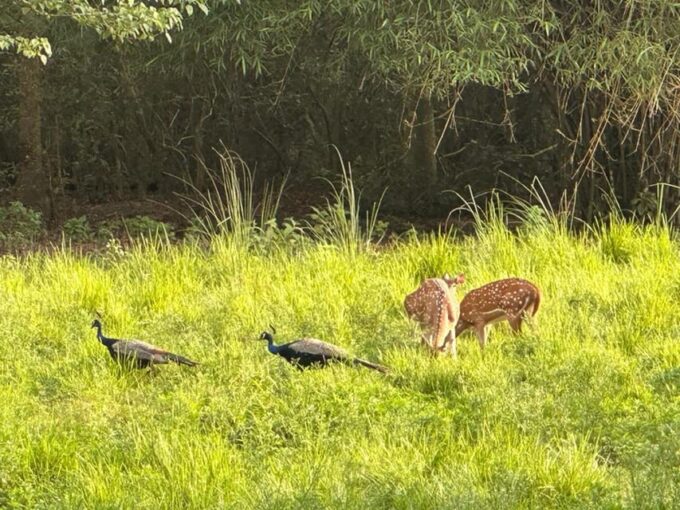 From Kathmandu to Chitwan: Jungle Safari + Meals & Transport - Guided Activities and Experiences