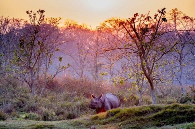 From Kathmandu to Chitwan: Jungle Safari + Meals & Transport - Frequently Asked Questions