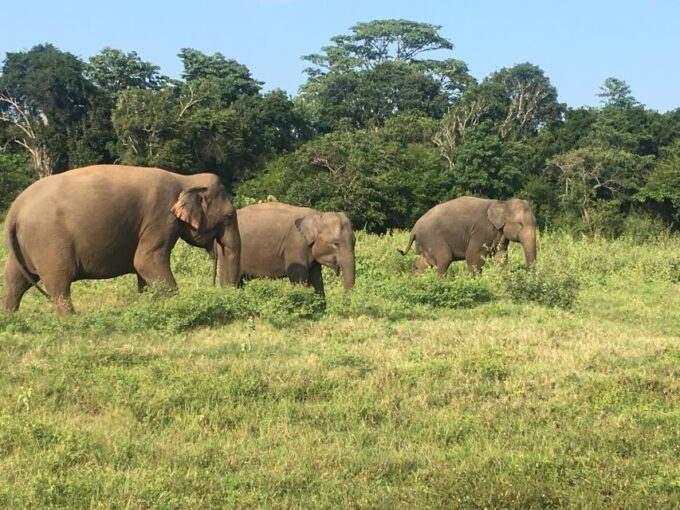 From Katunayake Airport: 8-Day Beauty of Sri Lanka Tour - Accessibility and Language Support