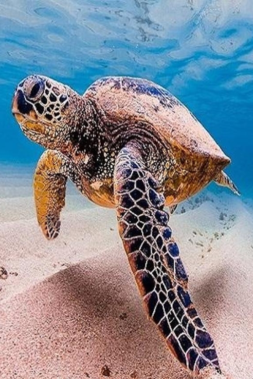 From Kauai: Oahu Grand Circle Island Experience - Booking Information