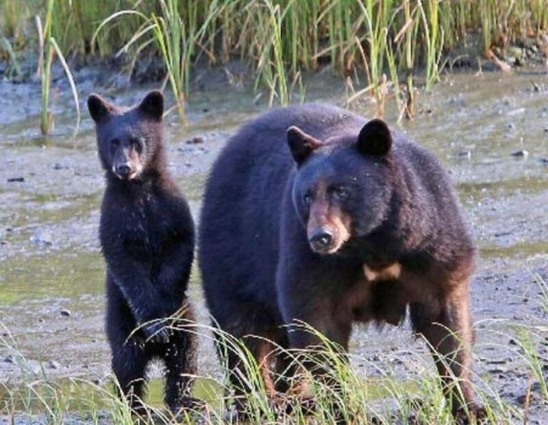 From Ketchikan: Potlatch Totem Park and Herring Cove Tour - Tour Details and Itinerary