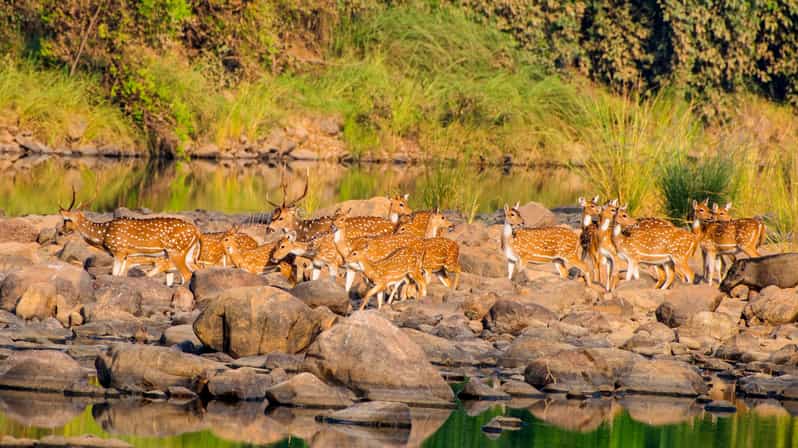 From Khajuraho: Khajuraho Tour With Panna National Park - Key Points