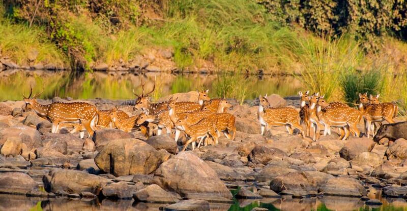 From Khajuraho: Khajuraho Tour With Panna National Park - Itinerary and Experience