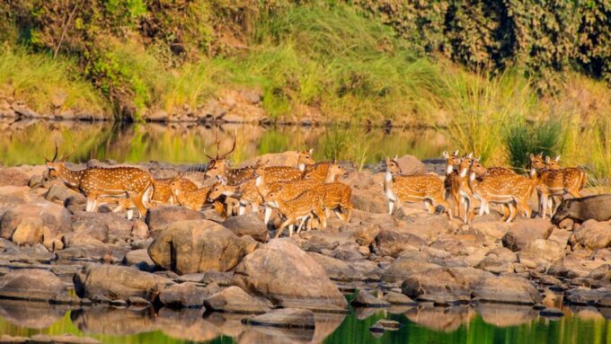 From Khajuraho: Khajuraho Tour With Panna National Park - Recap