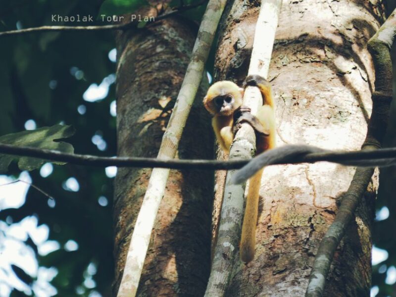 From Khao Lak: Khao Sok Jungle Hike & River Tour - Suitability