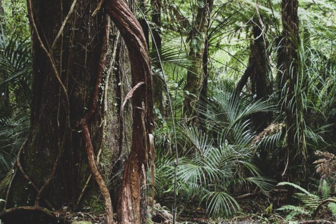 From Khao Lak: Khao Sok Jungle Hike & River Tour - Customer Reviews