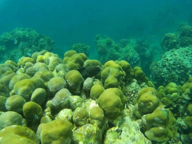 From Khao Lak: Phi Phi, Maya Bay, and Khai Islands Day Trip - Itinerary and Activities