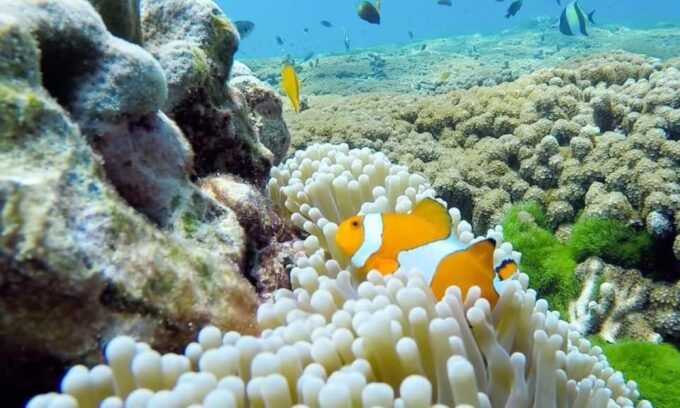 From Khao Lak & Phuket: Similan Islands Snorkeling Day Trip - Non-smoking Policy